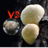 Грибной порошок Ежовик гребенчатый "Organic Mushroom Nutrition" 125 г