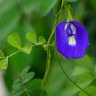 Синяя матча Butterfly pea flower powder в пакете 100 гр, порошковый цветочный чай