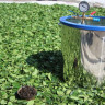 Чай Габа  из Ти Гуань Инь 50 г, GABA из улунских кустов 2025 г 